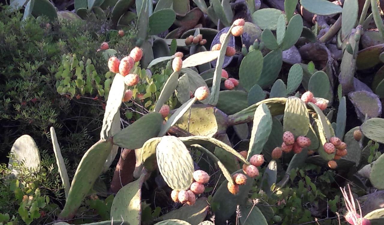 La Casetta Di Francesca Santa Maria di Leuca ภายนอก รูปภาพ